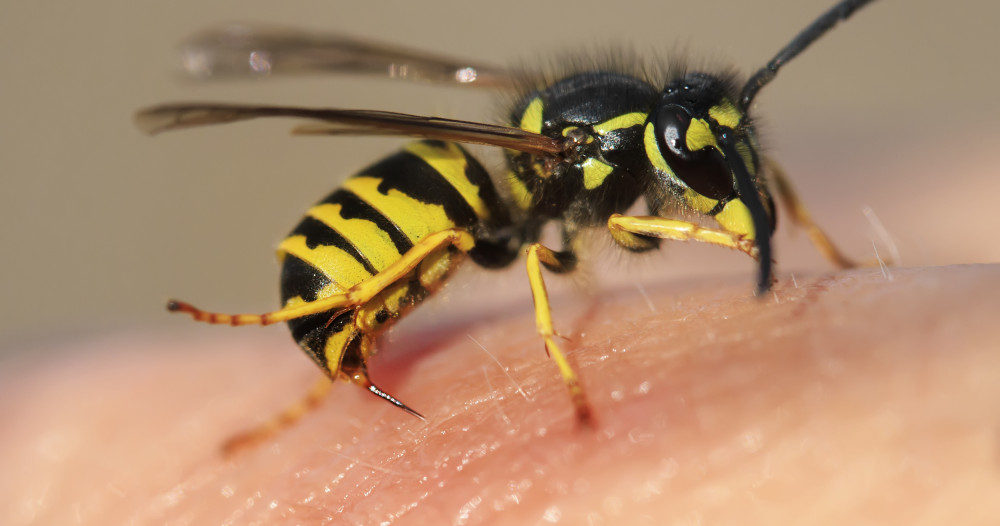 eviter piqures insecte