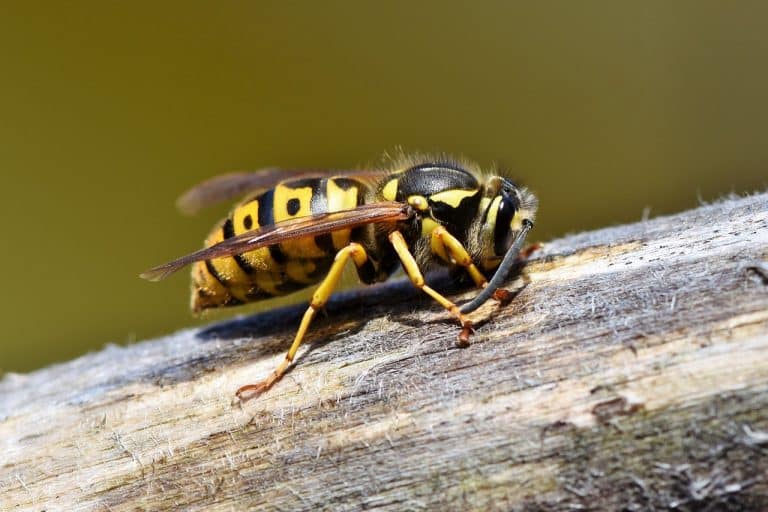 Allergie aux piqûres d&rsquo;insecte : symptômes, traitements