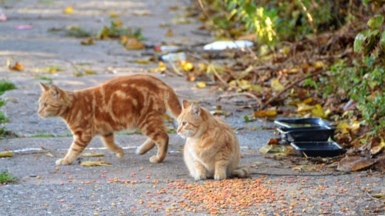 Il recycle les glacières pour les chats errants
