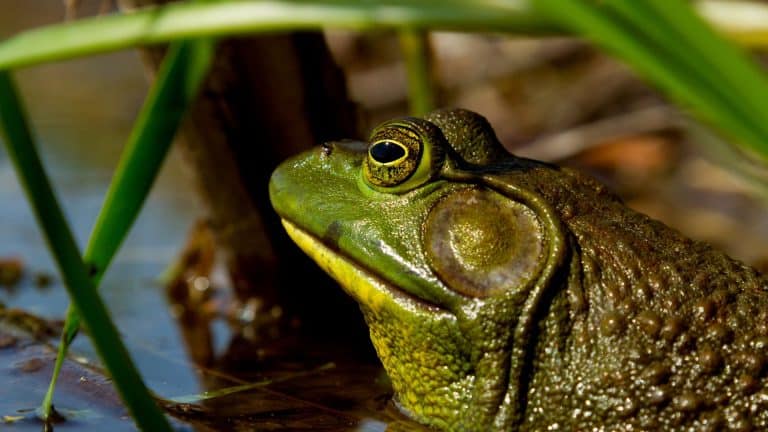 Un pansement avec de la peau de grenouille mis au point à Singapour
