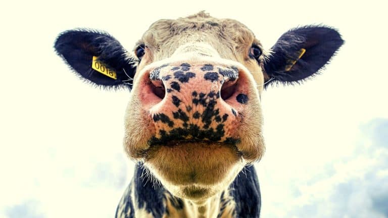Une glace au lait de vache… sans vache
