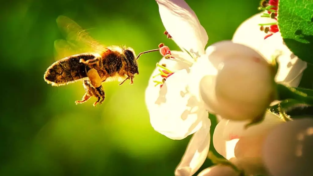 Des abribus végétalisés pour attirer les abeilles