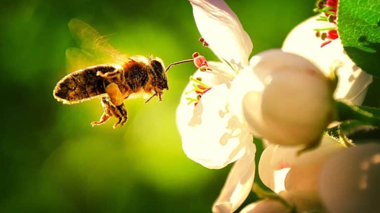 Des abribus végétalisés pour attirer les abeilles