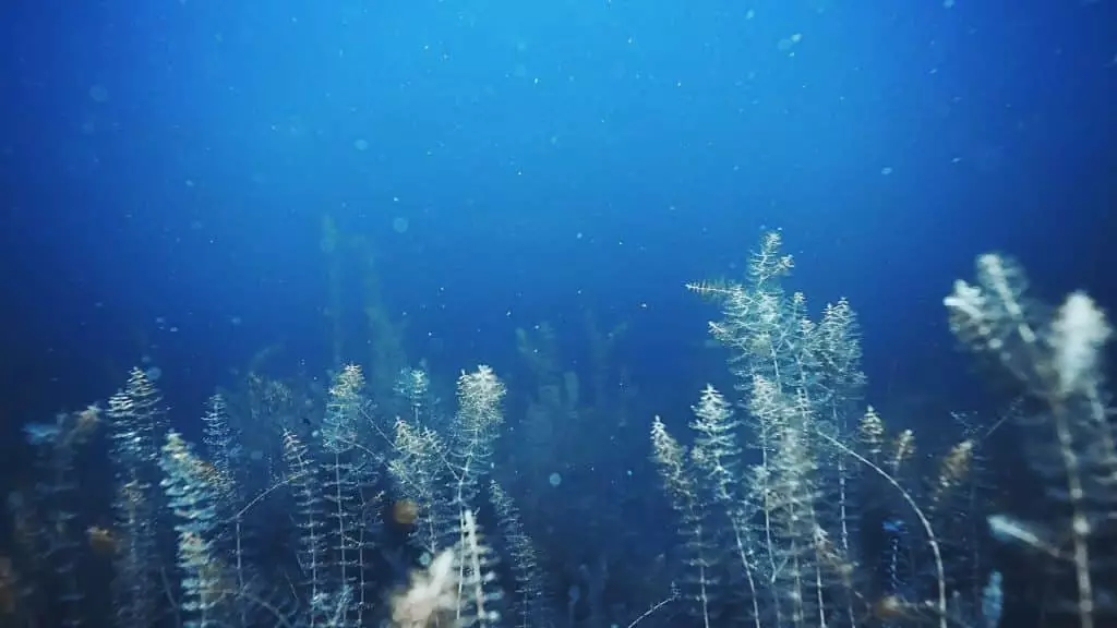 Une forêt marine pour la planète Une forêt marine pour la planète