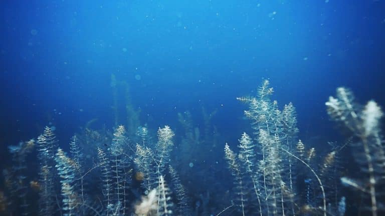 Une forêt marine pour la planète