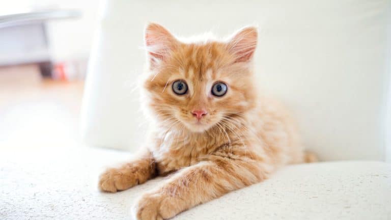 La litière pour chat la plus innovante au monde