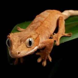 Innovation époustouflante : un adhésif futuriste s'inspire de la force d'adhérence exceptionnelle du gecko