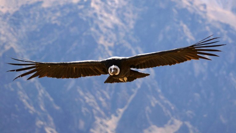 Inspiration naturelle : le vol du condor, clé d&rsquo;une révolution dans l&rsquo;énergie éolienne