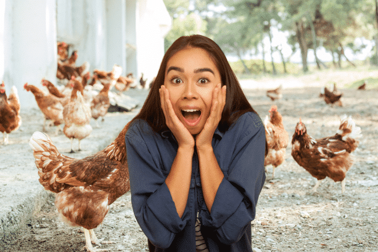 Incroyable : voici comment des poulets pourraient révolutionner le stockage des énergies renouvelables