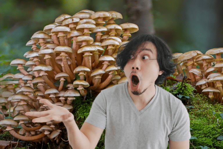 Les chercheurs sont stupéfaits par ce champignon mangeur de plastique, le voici