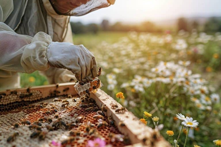 La fin des frelons asiatiques ? Cette société bretonne invente une solution révolutionnaire pour protéger les abeilles