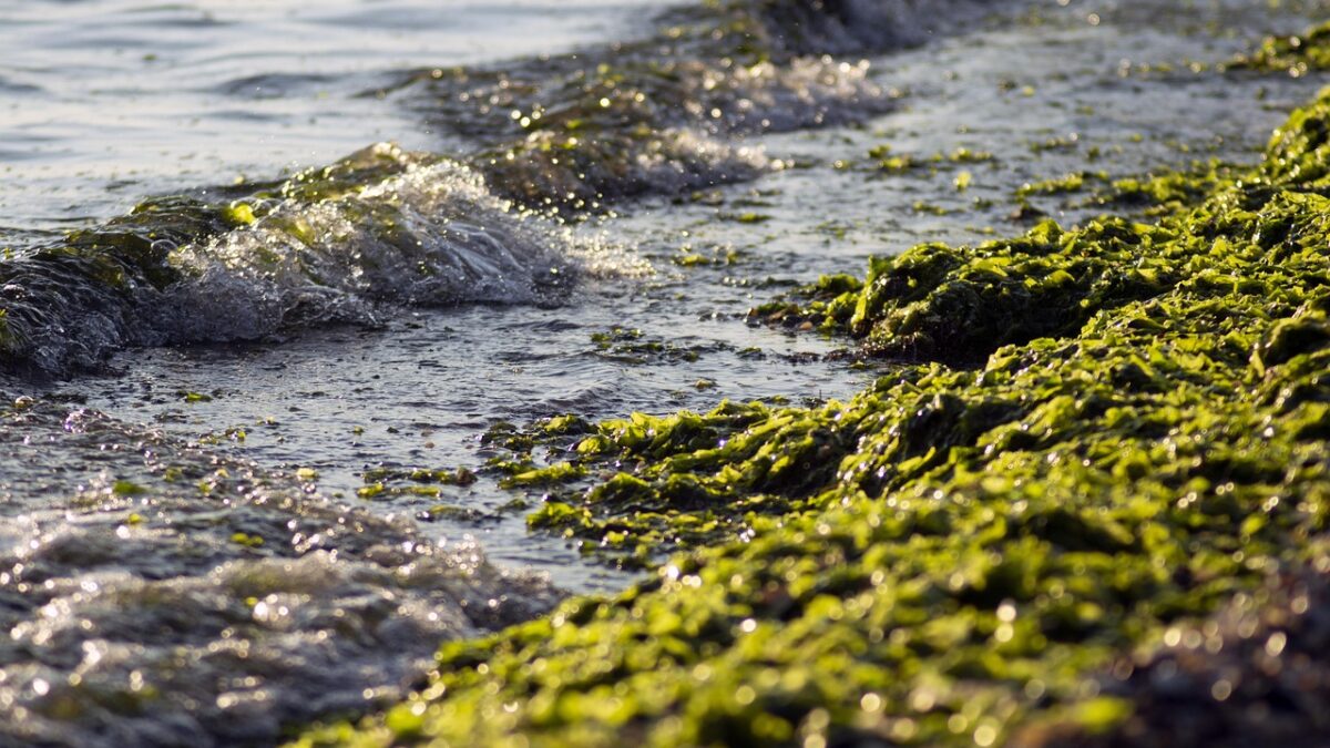Nappe d'algues vertes filamenteuses accrochées aux rochers, avec une eau qui clapote et frissonne au premier plan, au bord de la mer ou d'un lac.