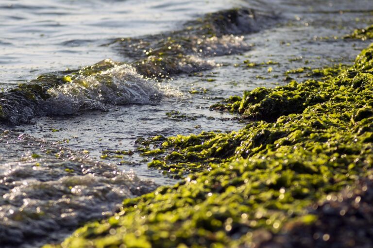 Des chercheurs utilisent des algues pour propulser des micromachines et révolutionner la science environnementale