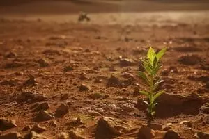 Une plante qui pourrait transformer Mars : un espoir pour l'humanité ou un danger imminent ?