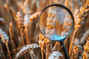 Découvrez la racine de l’intolérance au gluten : des voies nouvelles pour un traitement efficace