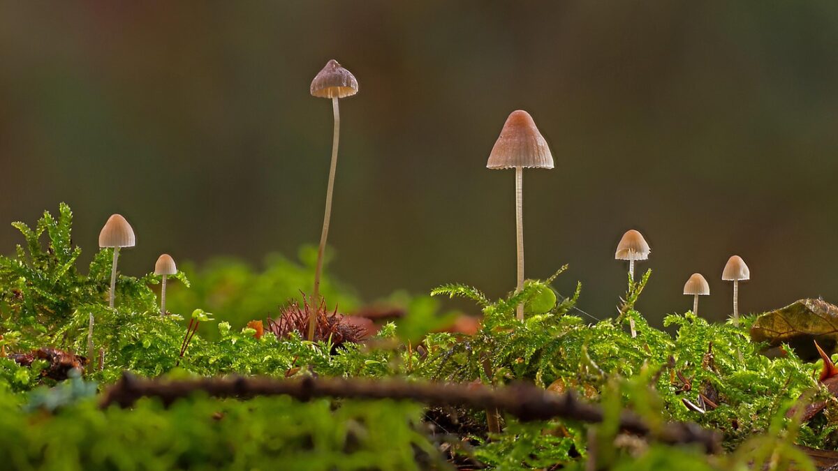 Petits champignons à chapeau brun clair et pied fin poussant parmi une mousse verte, sur fond flou sombre.