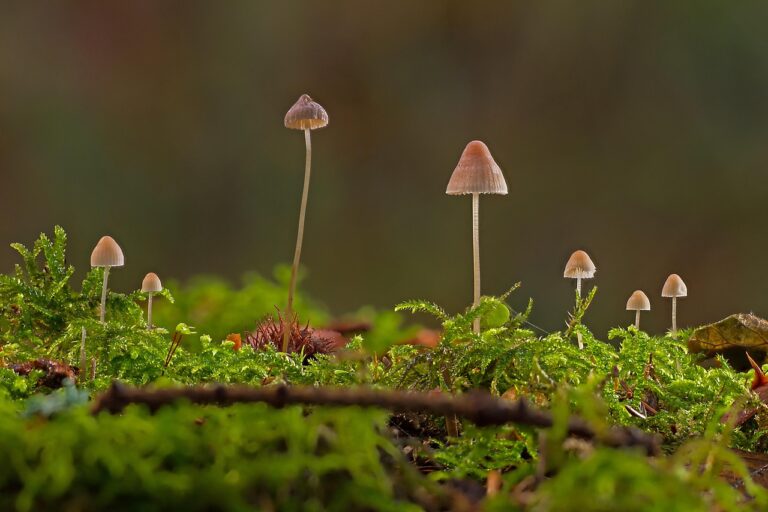 Voici les effets méconnus des champignons magiques : comment ils modifient profondément votre cerveau