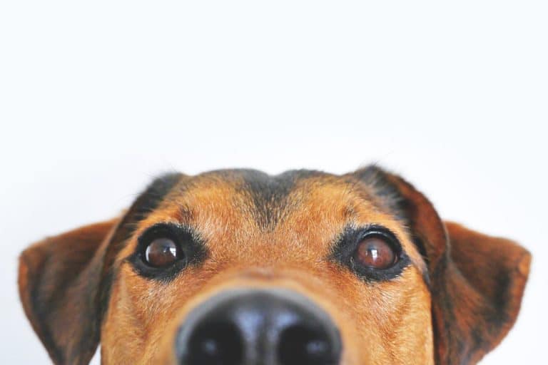 Ces innovations surprenantes utilisent le CBD dans le petfood