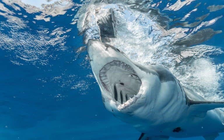 « Faire croire aux requins que les surfeurs ne sont pas des phoques ! » : cette solution surprenante pour éviter les attaques