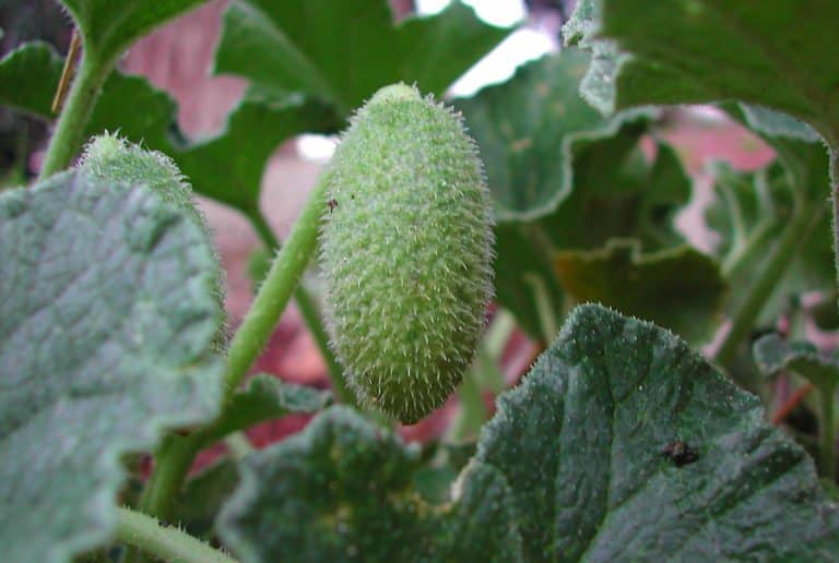 Le concombre explosif : cette plante catapulte ses graines dans un spectacle naturel fascinant