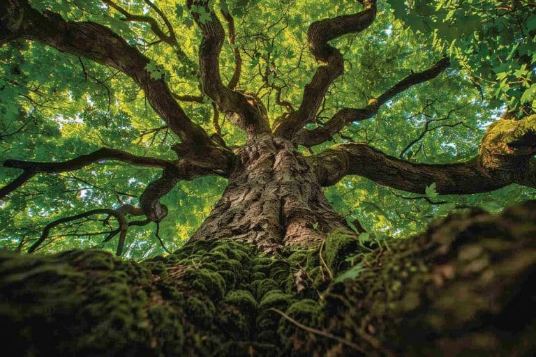 Ce géant végétal, plus grand arbre du monde, serait aussi l&rsquo;un des plus vieux êtres vivants de la planète