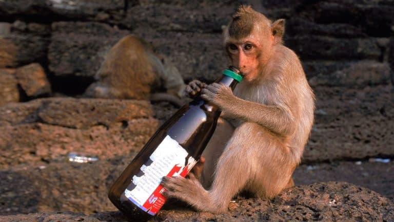 Ces animaux fans d’alcool adoptent ces comportements troublants qui défient toute explication logique