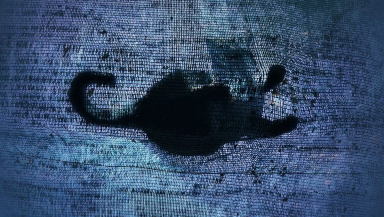 Ce chat quantique défie la mort : il surpasse les records en survivant 1 400 secondes dans une expérience inédite