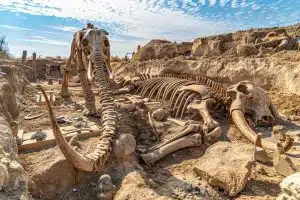 Ce cimetière de mammouths révèle des haches de Néandertal et des ailerons de requins vieux de 220 000 ans Ce cimetière de mammouths révèle des haches de Néandertal et des ailerons de requins vieux de 220 000 ans
