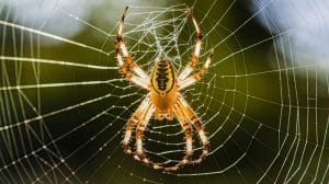 Ce fil d'araignée plus résistant que l'acier pourrait révolutionner l'industrie des gilets pare-balles