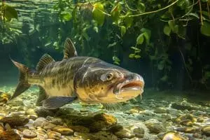 Ce poisson géant renaît : l'arapaima bondit de 600% dans l'Amazonie grâce à l'incroyable action des communautés locales