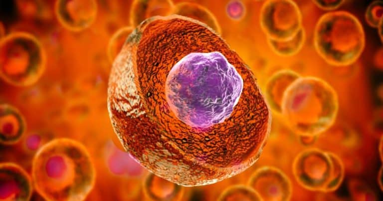 Ces cellules souches « programmées » promettent de révolutionner la médecine : un cœur bat déjà en laboratoire