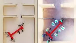 Ces fourmis folles surpassent les humains : 80 insectes résolvent un labyrinthe plus vite que 26 personnes