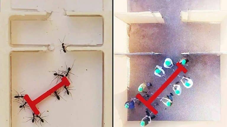Ces fourmis folles surpassent les humains : 80 insectes résolvent un labyrinthe plus vite que 26 personnes