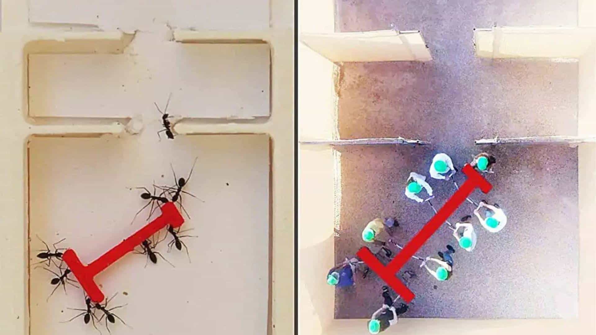 Ces fourmis folles surpassent les humains : 80 insectes résolvent un labyrinthe plus vite que 26 personnes