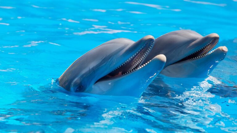 Ces incroyables dauphins militaires veillent sur un quart de l&rsquo;arsenal nucléaire américain
