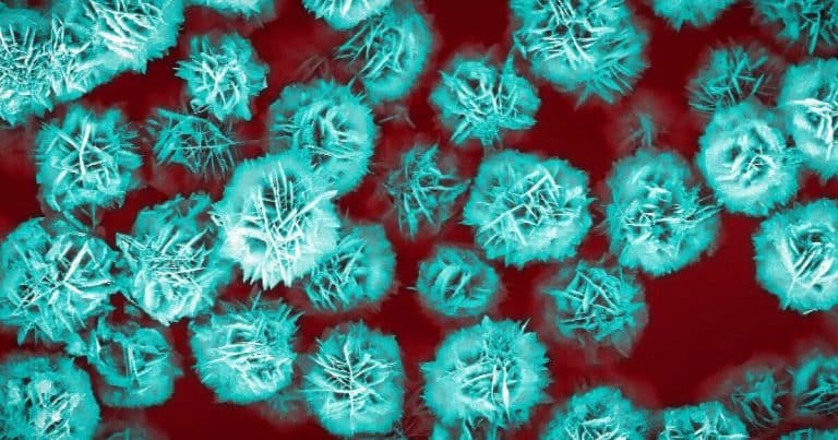 Ces micro-fleurs révolutionnaires de 3 micromètres promettent des traitements ciblés contre le cancer et les maladies cardiovasculaires