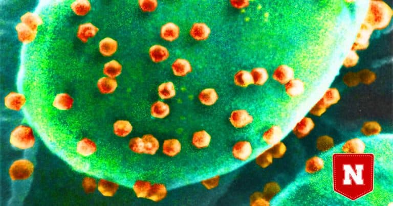 Cette créature dévore 100 fois plus de virus que prévu : l&rsquo;ère des « virovores » est-elle arrivée ?