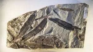 Cette plante « alien » vieille de 47 millions d&rsquo;années intrigue les scientifiques par ses origines inconnues