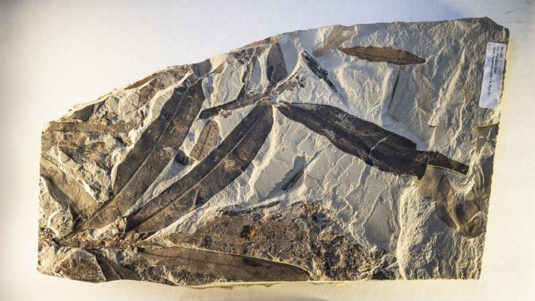 Cette plante « alien » vieille de 47 millions d&rsquo;années intrigue les scientifiques par ses origines inconnues