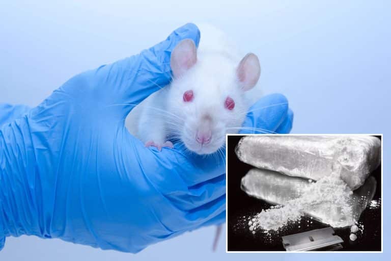 Des rats sous cocaïne : découvrez l&rsquo;expérience hallucinante qui bouleverse notre compréhension de l&rsquo;addiction