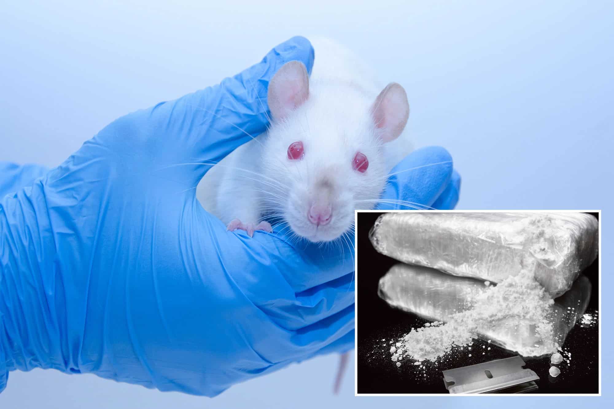 Des rats sous cocaïne : découvrez l&rsquo;expérience hallucinante qui bouleverse notre compréhension de l&rsquo;addiction