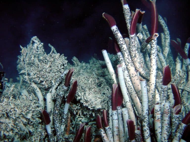 À 8 km sous la mer, ces espèces marines dévoilent un écosystème totalement insoupçonné