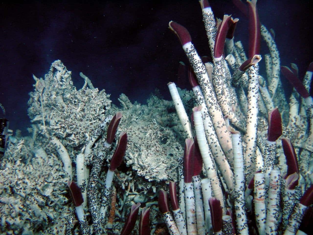 À 8 km sous la mer, ces espèces marines dévoilent un écosystème totalement insoupçonné