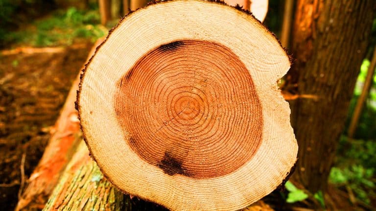 Du bois sans couper un arbre : cette invention en laboratoire pourrait signer la fin de la déforestation