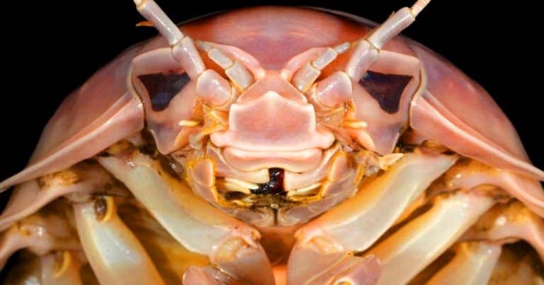 Ce crustacé géant des abysses, surnommé « Darth Vader », surprend par son apparence et son goût de homard