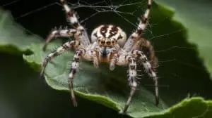 Ce secret vieux de 400 millions d'années : les araignées ont-elles enfin révélé leur mystérieux sens de l'odorat ?
