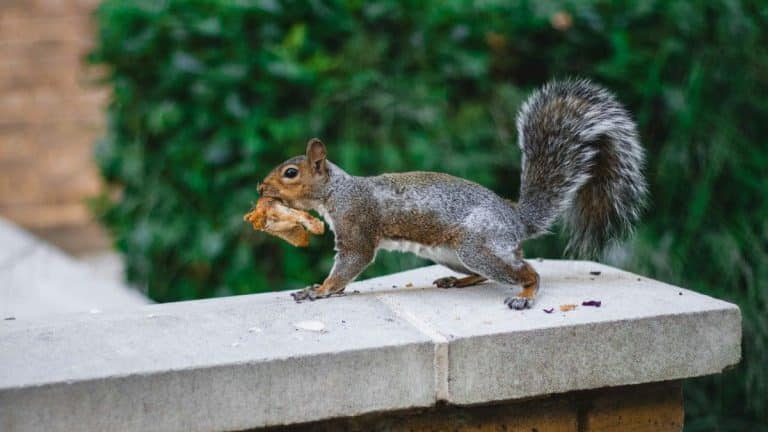 “Les premiers écureuils carnivores jamais observés” : ces rongeurs défient la nature et transforment nos forêts en zones de chasse surprenantes