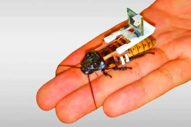 « Des insectes contrôlés par l’homme » : ces cyborgs vivants promettent de sauver l’agriculture et de transformer les secours