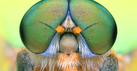 Ces lunettes aux yeux de mouche augmentent la vitesse de lecture de 50 % pour 30 malvoyants : une révolution au CES 2025