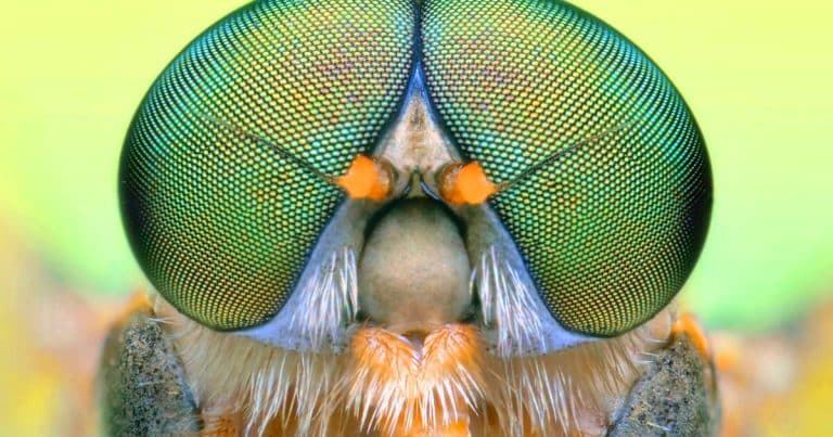 30 malvoyants voient leur lecture accélérée de 50 % grâce à ces lunettes aux yeux de mouche présentées au CES 2025
